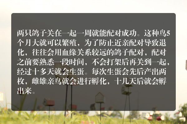 两只鸽子关在一起多久能配对成功