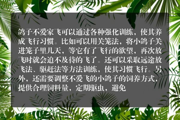 鸽子不爱家飞怎么办