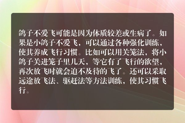 鸽子不爱飞怎么调理
