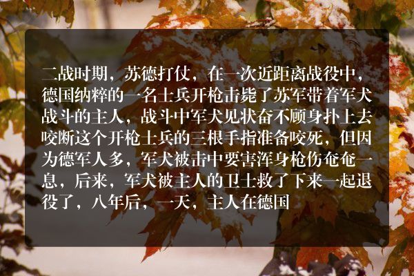 有哪些忠犬或狗救人的故事？