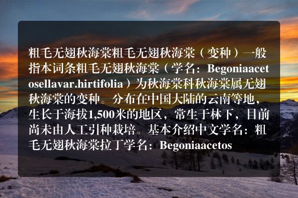 粗毛无翅秋海棠